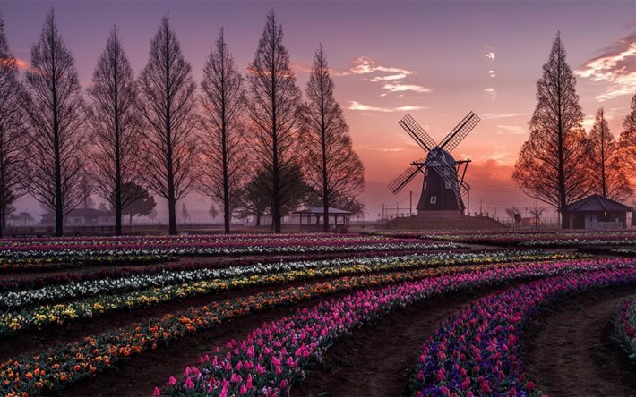 tulipani, i mulini a vento, tramonto, campo di tulipani, paesi Bassi, tulipani olandesi