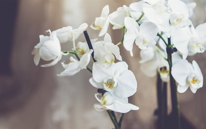 white orchids, tropical flowers, orchids, orchid branch