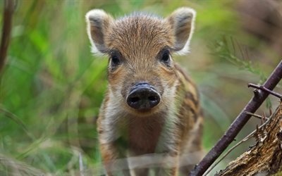 small wild boar, forest, cute animals, pig, green grass, small pig
