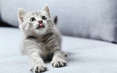 gray little kitten, pets, bed, cute animals, little cat