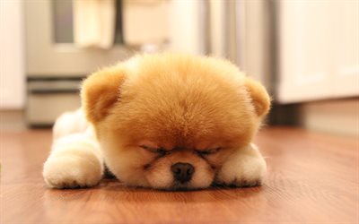 Pomeranian cachorro, dormir boo, filhote de cachorro, cachorros, animais fofos, vaia, pequena boo, animais de estima&#231;&#227;o, Pomeranian Spitz