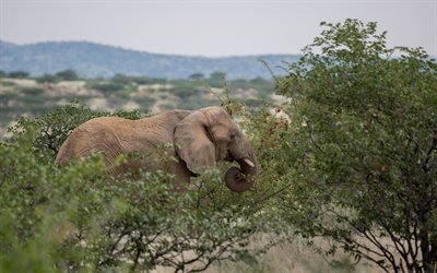 Big elephant, wild nature, Africa, elephants, bushes