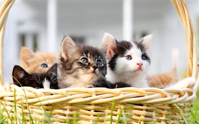 little kittens, cute animals, a basket with small kittens, cats