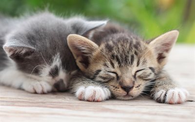 sleeping kittens, cute little cats, pets, small animals, cats