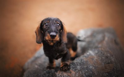 Dachshund, dogs, autumn, bokeh, close-up, brown dachshund, pets, cute animals, Dachshund Dog