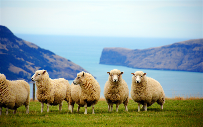 4k, ニュージーランド, sheeps, 草原, sheepsる牧草地, 夏, 群れ