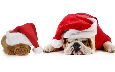Christmas, cute dogs, Santa Clauses, sleeping dogs, English Bulldog, tired Santa Clauses, New Year, dogs