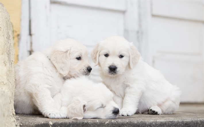 少しlabradors, かわいい白子犬, 白retrievers, 家族, 小動物, 犬