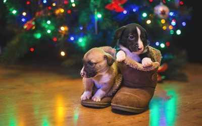 New Year, puppies, small dogs, pets, Christmas, cute animals