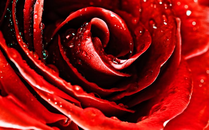rose rouge, macro, fleurs rouges, ros&#233;e, belles fleurs, gouttes d&#39;eau, boutons rouges, roses