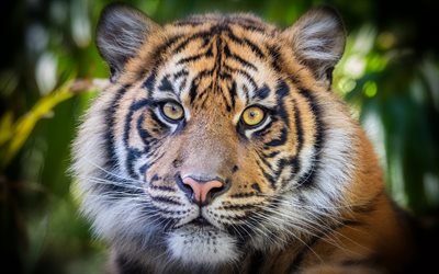 tigre, prédateur, chats sauvages, tigres, animaux dangereux, faune, yeux de tigre