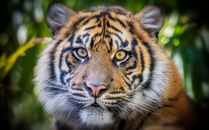 tigre, predatore, gatti selvatici, tigri, animali pericolosi, fauna selvatica, occhi di tigre