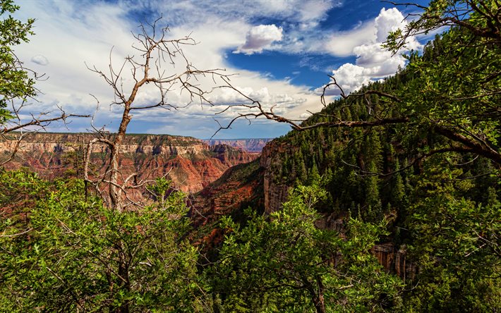 4k, Grand Canyon, HDR, summer, forest, Arizona, beautiful nature, USA, America, canyon, american landmarks