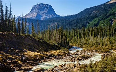 Yoho National Park, summer, beautiful nature, mountain river, British Columbia, Canada, forest, North America, HDR