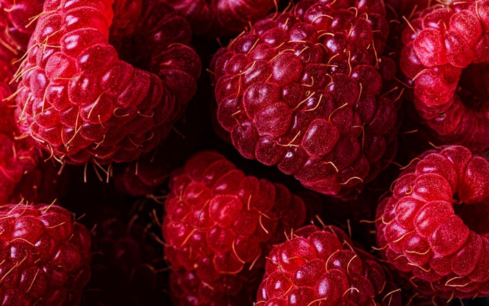 raspberry, 4k, macro, berries, fresh fruits, fresh raspberry, fruits
