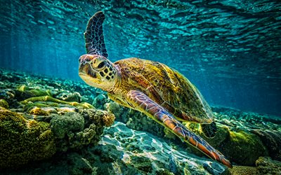 tartaruga, barriera corallina, rettili, mondo sottomarino, fauna selvatica, mare, corallo, tartarughe, Chelonioidea