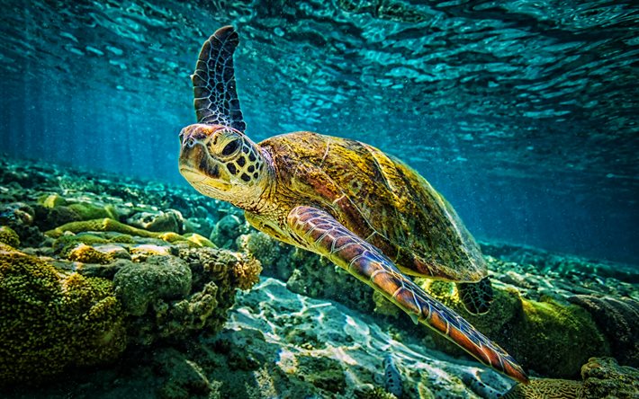 turtle, coral reef, reptiles, underwater world, wildlife, sea, coral, turtles, Chelonioidea