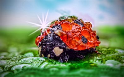 ladybug, close-up, dew, water drops, bokeh, morning, cute animals