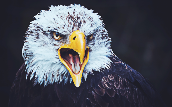 Close-up photo of eagle on black background with sharp-eyed black brown  feathers 8K wallpaper download