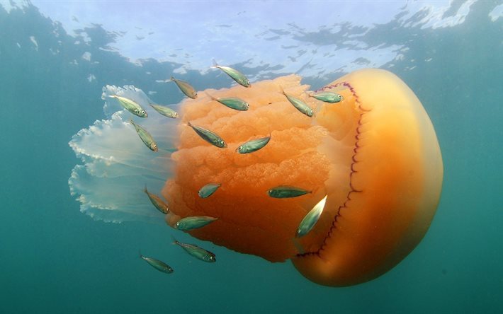 Tsianeya, enorme naranja medusas, peces, medusas, Dorset, Purbeck, Inglaterra Kimmeridge