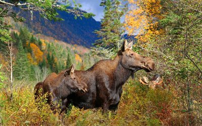 ムース, 野生動物, 森林, 米国