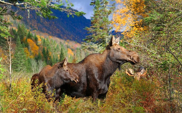Moose, a vida selvagem, floresta, EUA