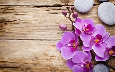 pink orchid, wood background, wooden boards, tropical flowers, orchids