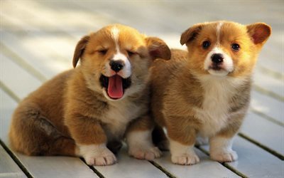 Pembroke Welsh Corgi, puppies, cute animals, dogs