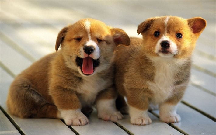 Pembroke Welsh Corgi, puppies, cute animals, dogs