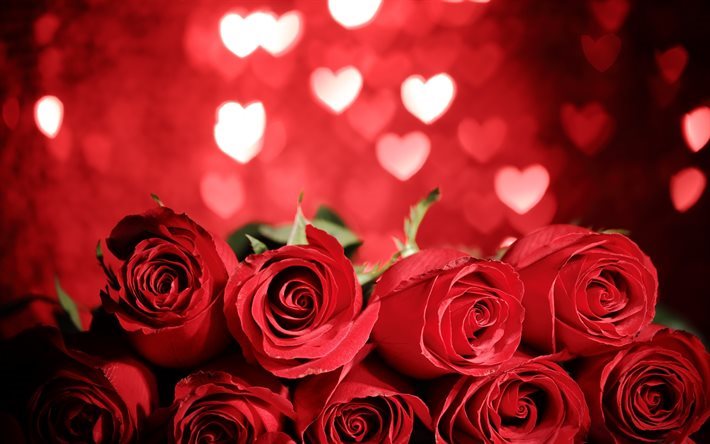 les roses rouge, saint Valentin, romantique bouquet de roses, bouquet de roses
