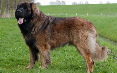 Leonberg, iso koira, vihre&#228; ruoho, ruskea koira, lemmikit, 4k