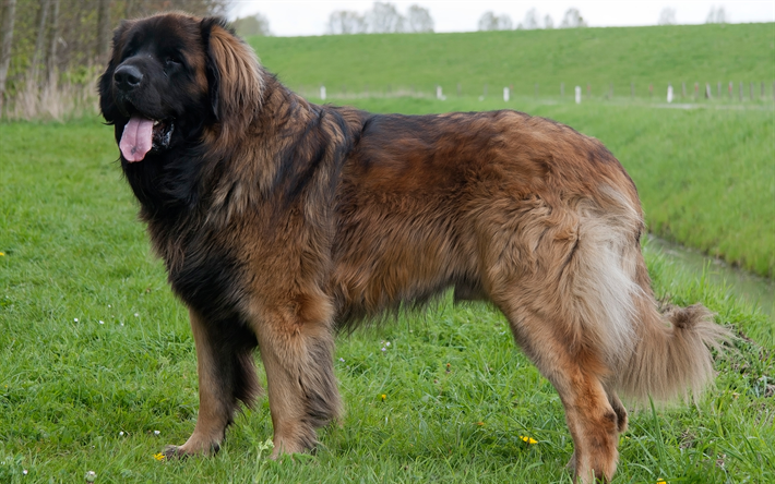Leonberg, le grand chien, le gazon vert, brun, chien, animaux de compagnie, 4k