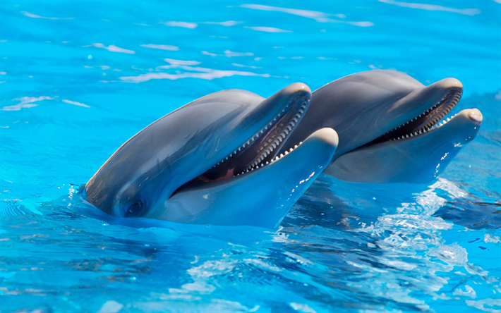 الدلافين, 4k, المياه الزرقاء, دولفيناريوم, الثدييات