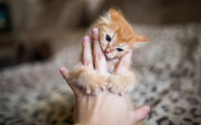 poco gato rojo, gato, animales lindos, suaves gatito en la mano
