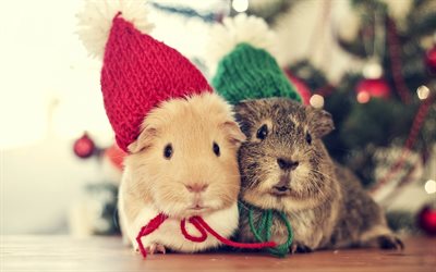 guinea pigs, cute animals, colored hats, pets, small animals