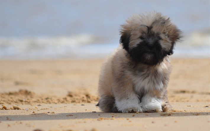 Lhasa Apso, small furry puppy, 4k, cute animals, small dogs, pets, beach, sand, gray puppy