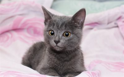 gray kitten, cute little animals, cats, pets, kittens