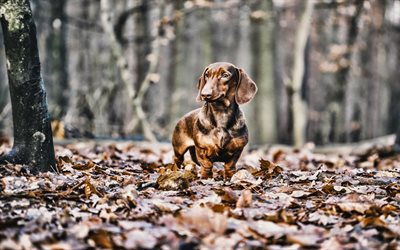 Dachshund, outono, cachorros, c&#227;o bonito, brown dachshund, bokeh, animais de estima&#231;&#227;o, animais fofos, Dachshund C&#227;o