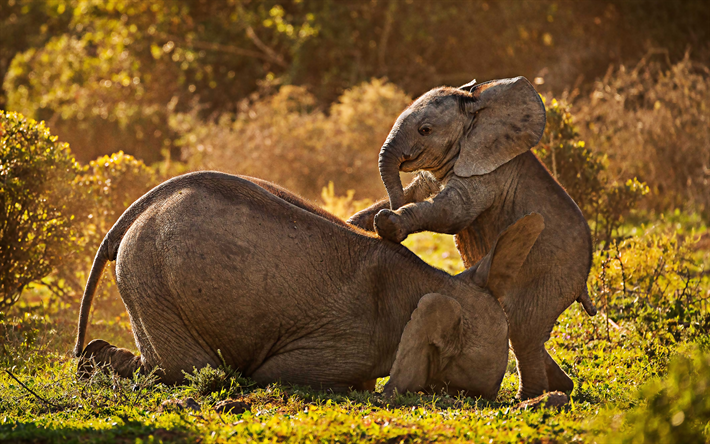4k, kleine elefanten, tierwelt, spielen elefanten, afrika, savanne, niedliche tiere, elephantidae elefanten