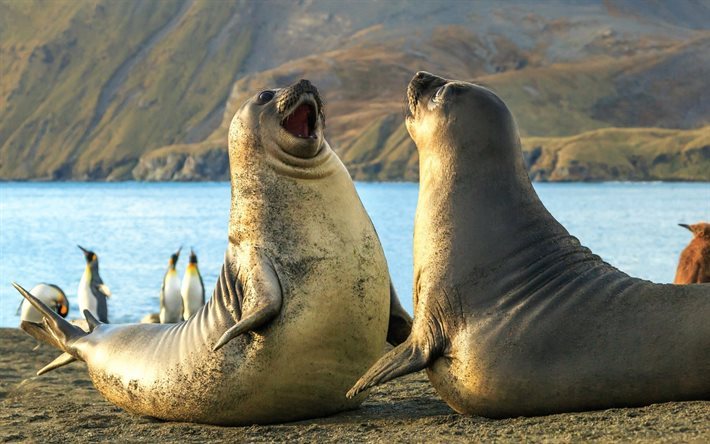 elephant seal, seals, sea inhabitants, Atlantic, Coast, penguins, South Sandwich Islands