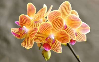 orchid&#233;es, orange orchid&#233;es, de belles fleurs, fleurs tropicales