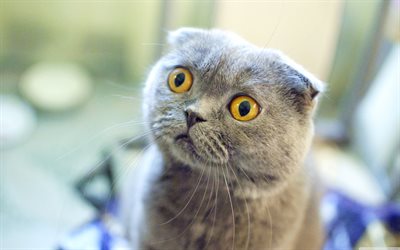 4k, Scottish Fold, olhos amarelos, focinho, gatos, animais fofos, animais de estima&#231;&#227;o, o gato dom&#233;stico, Scottish Fold Gato