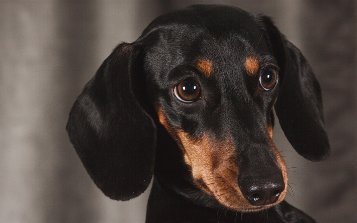 Dachshund, 4k, puppy, dogs, pets, black dachshund, muzzle, cute animals, Dachshund Dog