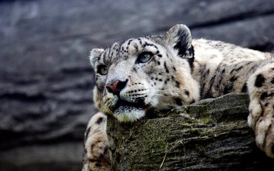 irbis, wildlife, predator, stone, dangerous animals, snow leopard