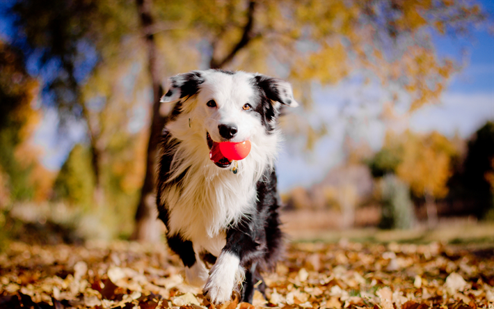 بوردر, 4k, الكلاب, الحيوانات لطيف, الخريف, الحيوانات الأليفة, الحدود الكولي كلب