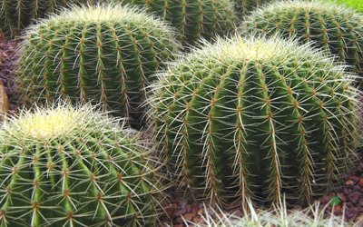 Echinocereus, des cactus, des &#233;pines, des plantes, Mexique