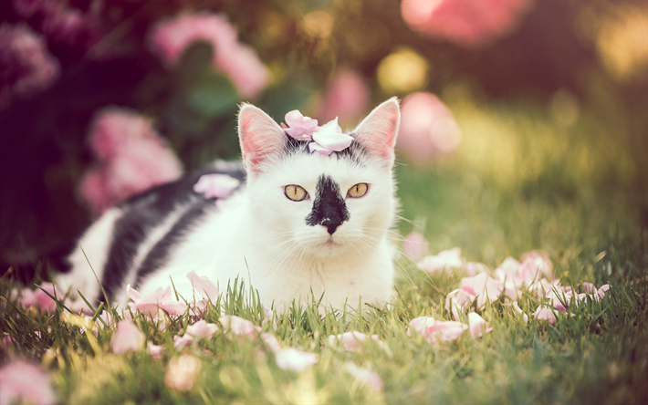 white cat, green grass, pets, breeds of short-haired cats, black spots