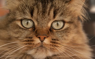 fluffy brown cat, green eyes, portrait, cute animals, cats