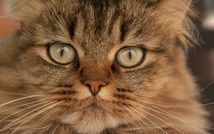 ふわふわの茶色の猫, 緑色の瞳を, 肖像, かわいい動物たち, 猫