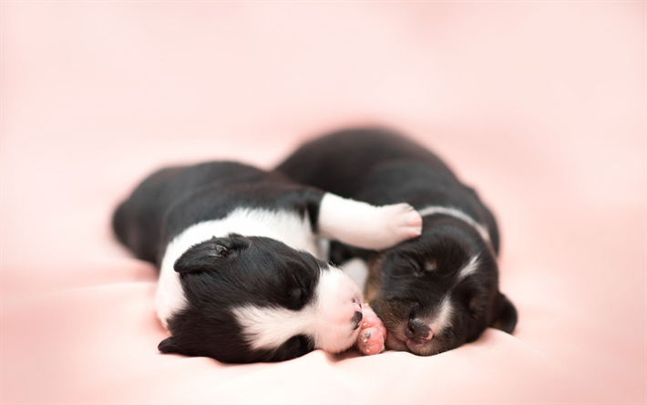 small black and white puppies, cute little dogs, pets, dogs, puppies